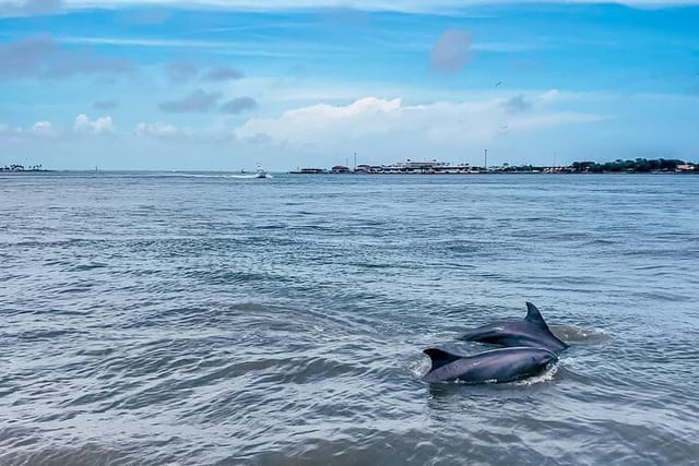 Come out and enjoy a relaxing tour and here the historical stories of the Galveston Harbor and enjoy watching the Dolphins put on a show. 